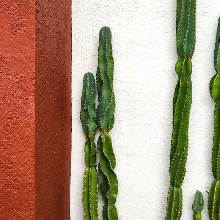 Cactus House Villa